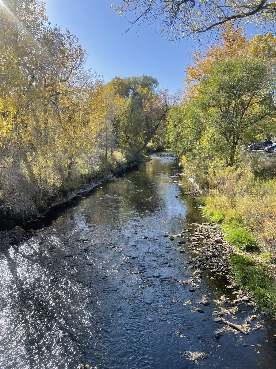 brazilrubyG's tweet image. Letting go like the leaves. Gracefully not bitterly