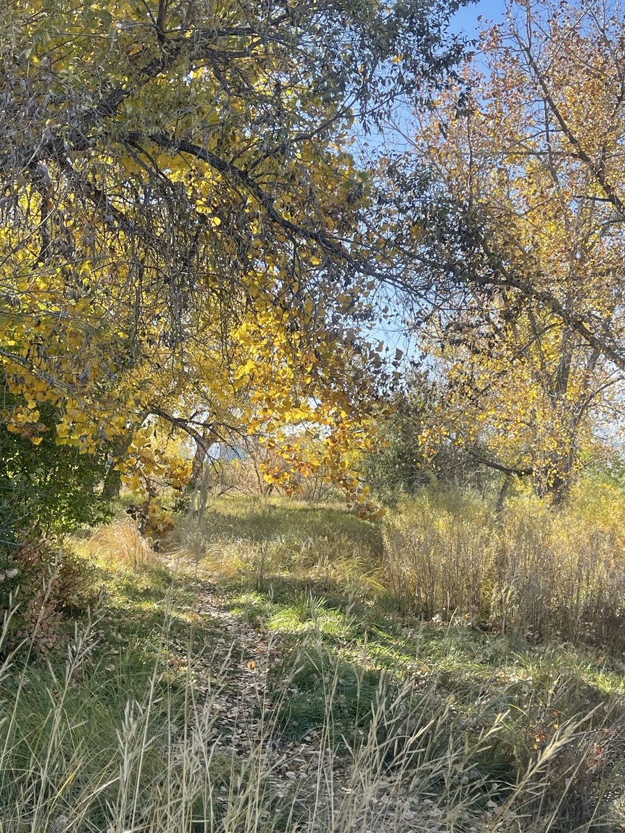 brazilrubyG's tweet image. Letting go like the leaves. Gracefully not bitterly