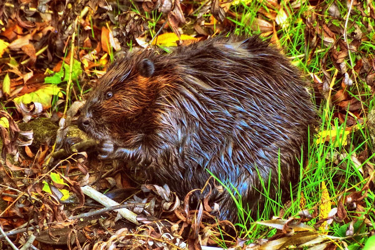 In the river today.  Oct 20 <a href="/CanGeo/">Canadian Geographic</a> <a href="/weathernetwork/">The Weather Network</a>  Wellington, Ont