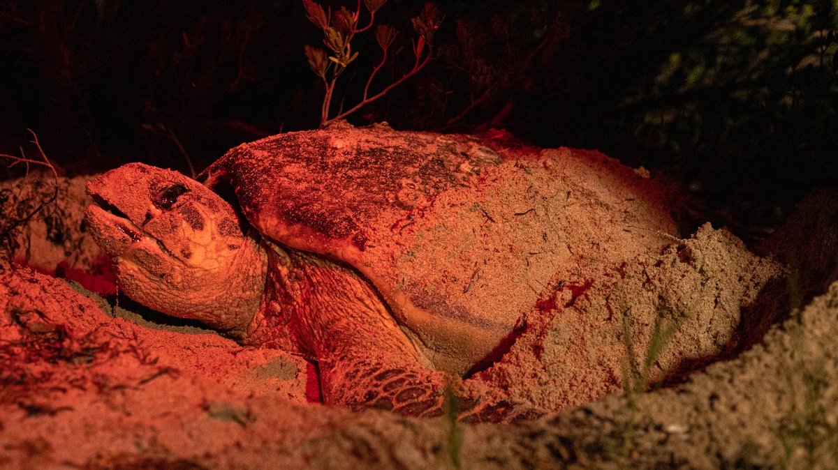 Hasta las tortugas que no son de nuestra región han encontrado en Campeche un refugio seguro para anidar.

Eso es posible gracias al esfuerzo de la <a href="/SEMABICCE/">SEMABICCE</a>, la <a href="/SEMAR_mx/">SEMAR México</a>, instituciones estatales y grupos ambientalistas que protegen nuestras costas con entrega y amor.

Seguimos