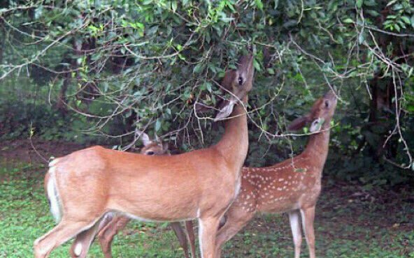 .....
.
.
.
جعل القلوب اللي لها القلب يشتاق 
تصبـح وتمسـي بالهنـا  والسعـادة

وجعل النفوس اللي تحلـت بالأخلاق
تصبح وتمسي مـا تشوف  النكادة

#الضبي🦌