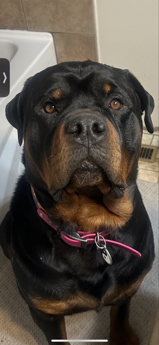 blondefitness10's tweet photo. @SaskLass Most not all. My boy Deacon has a pink collar because I think he’s gay. Not that there’s anything wrong with it 🤭 https://t.co/oFN4idOOuy