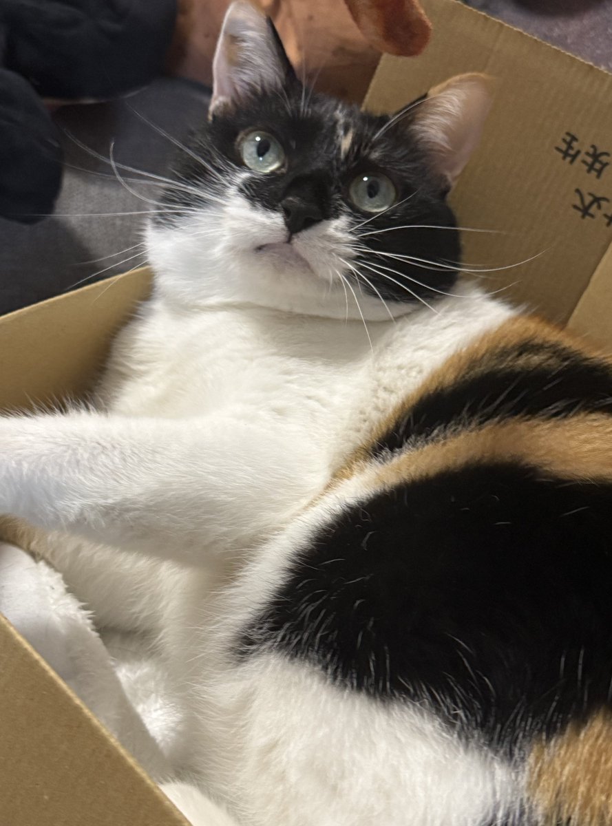 ねこ あくせ on X: 