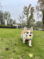 👉 毎回の散歩は綱引き大会（笑）