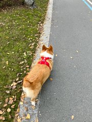 Jeremqwalta's tweet image. 👉 私の犬は急がない、ゆっくり歩くのが好き