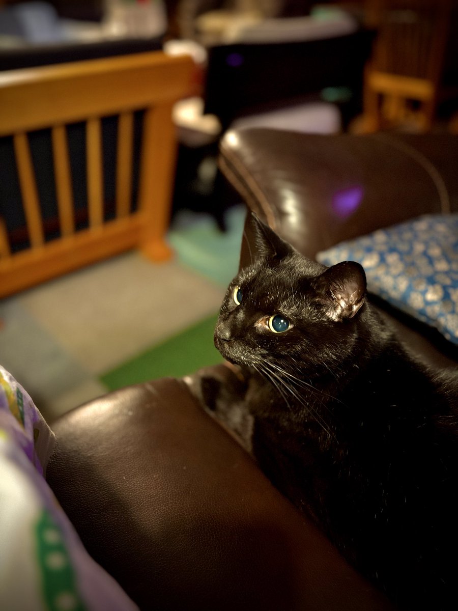 screengames3's tweet image. ◾️10/21(火)休みます。

当日で申し訳無いですが、お休みさせてもらいます。

ご迷惑おかけします。

ーーー
10/21(水) 夕方からは、毎週恒例『水曜トリテ会』

限定ご飯＆デザートもある、美味しく楽しい水曜日！

仕事帰りに、SCREENでボドゲ楽しもう🐈‍⬛

ーーー
ボドゲカフェ
SCREEN…