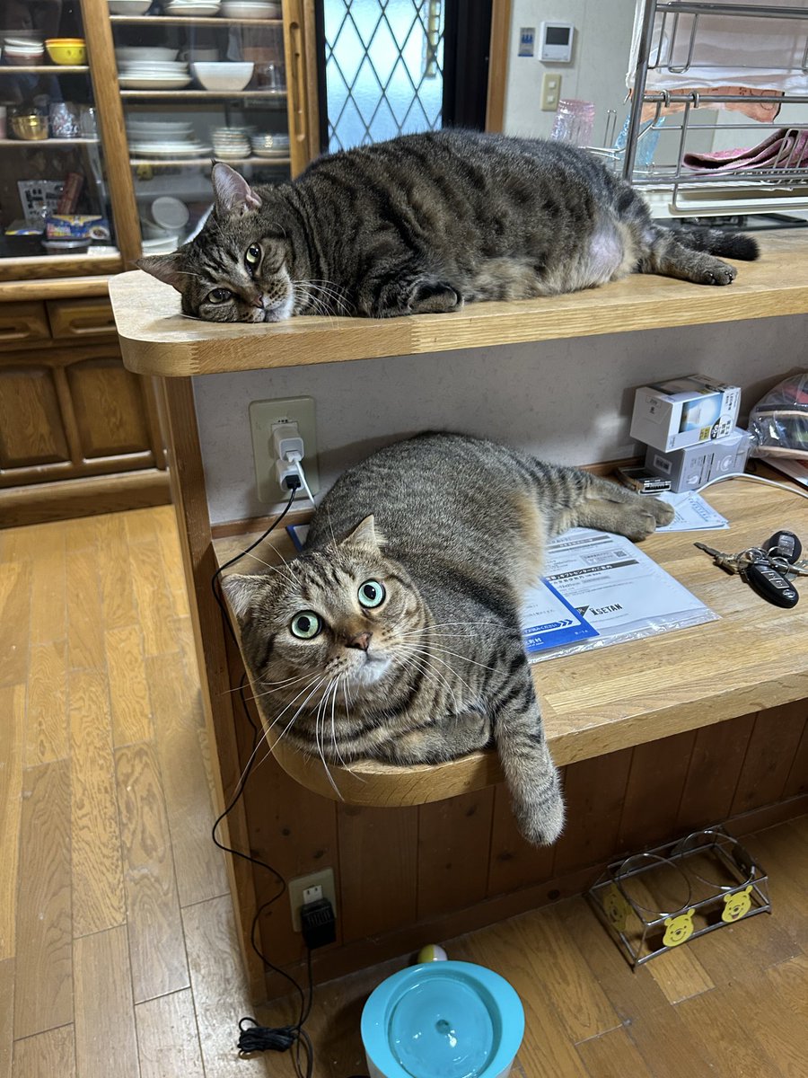 キジトラのヒメSHOP♕ページ（作成中） キジトラのヒメSHOP