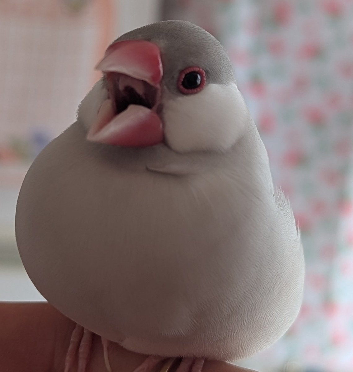 JACK SPARROW❤様。専用ページ Amazon.co.jp: Diamond Select