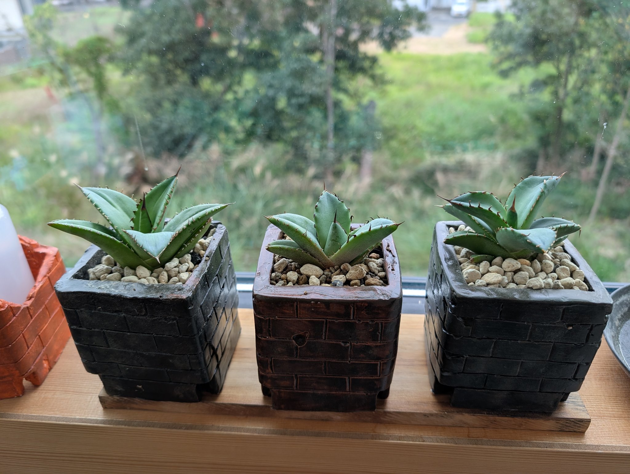 愛♡𝗟𝗨𝗩𝟮𝗣𝗟𝗔𝗡𝗧 (@LoveBiwa) / X