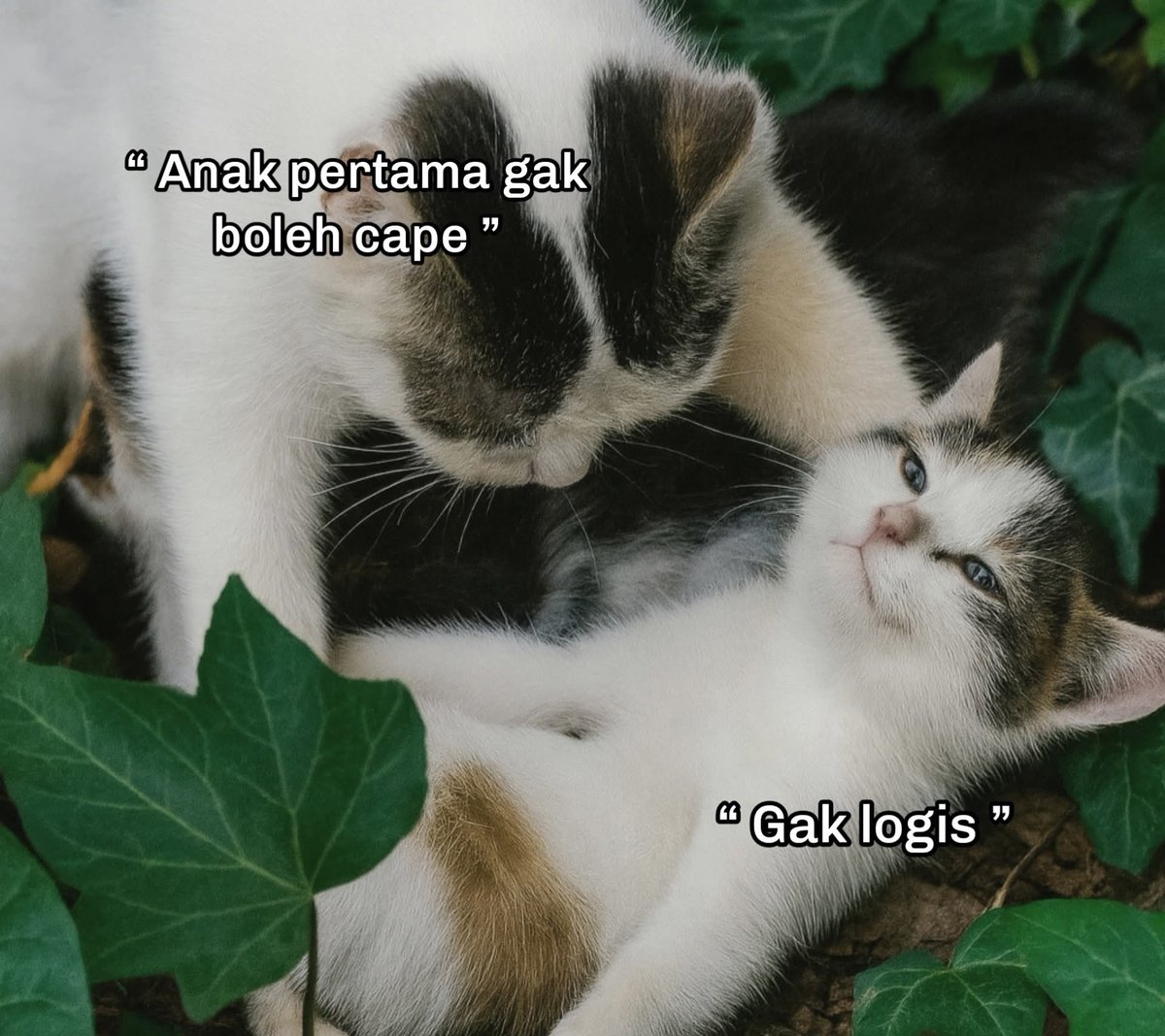 daakooe's tweet image. 