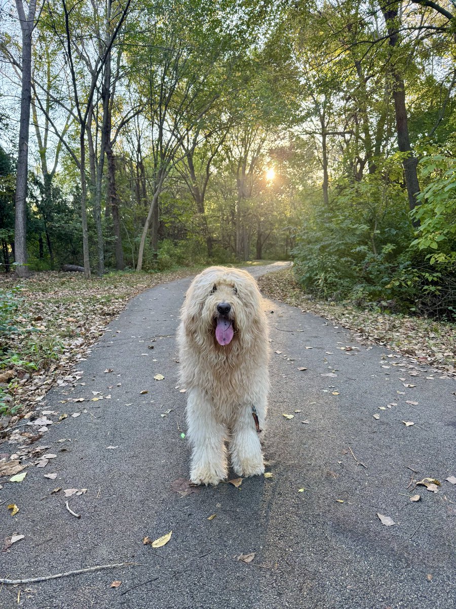 <a href="/WesWeather/">Wes Peery</a> <a href="/KSHB41/">KSHB 41 News</a> Frank approves of the cooler temps this morning on our walk. Thanks Wes!