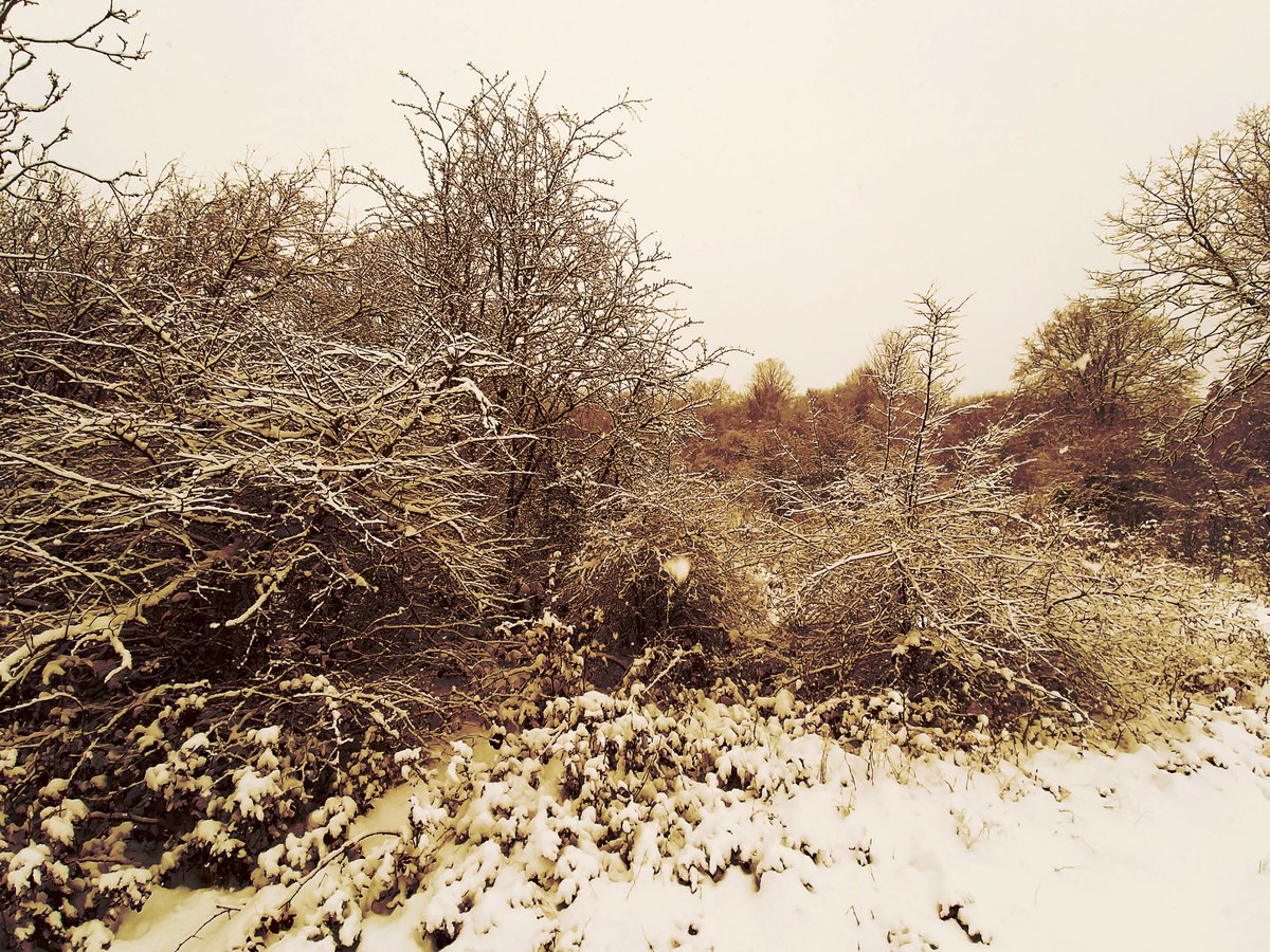 Game Interest tweet media