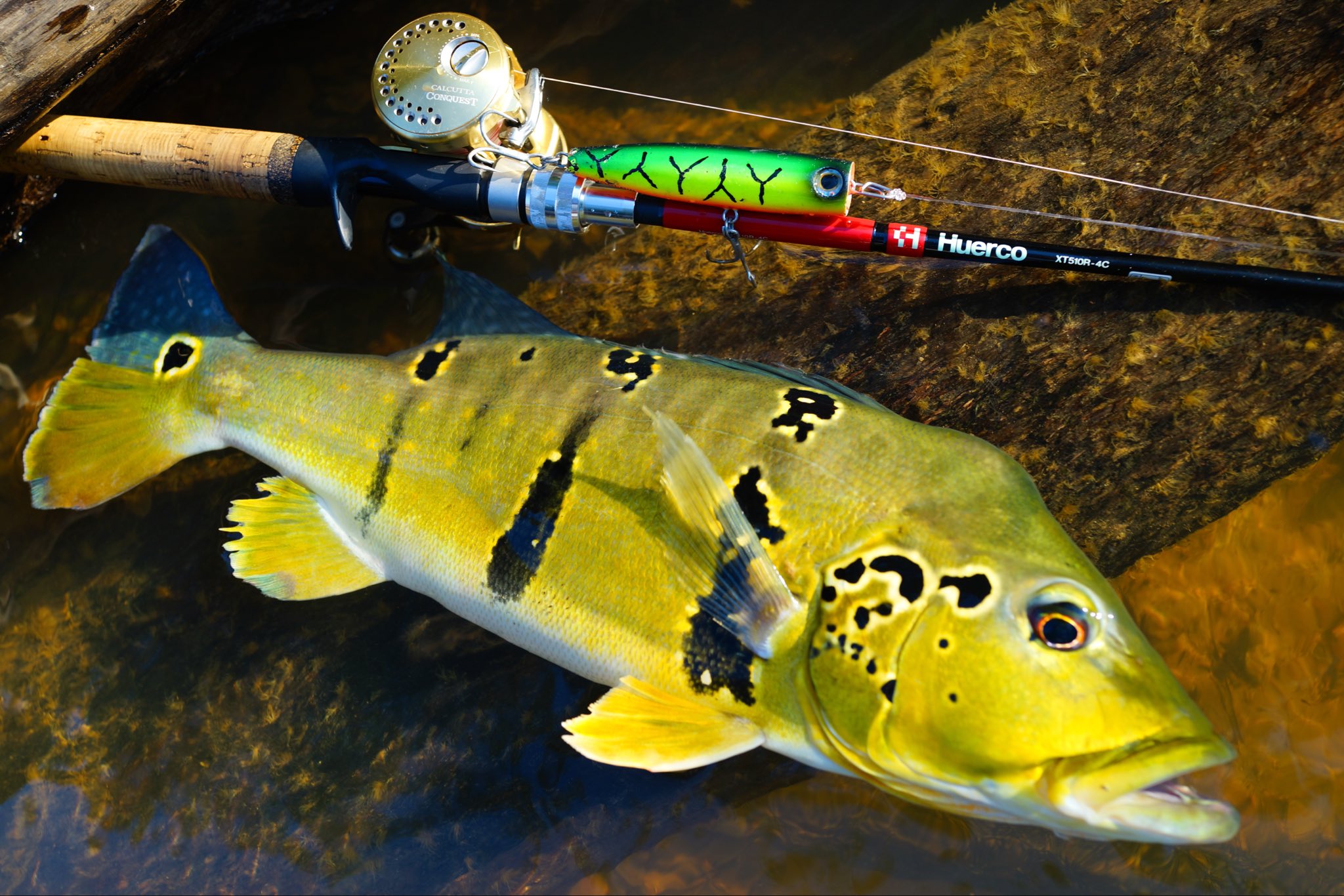 ペスカトーレ中西 (@pescatore_nkns) / X