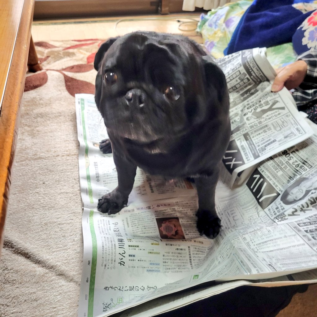 黒パグそらの気ままな生活。 on X