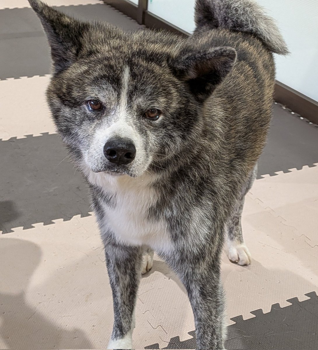 ただのいぬ 秋田犬の里【公式】 on X: 