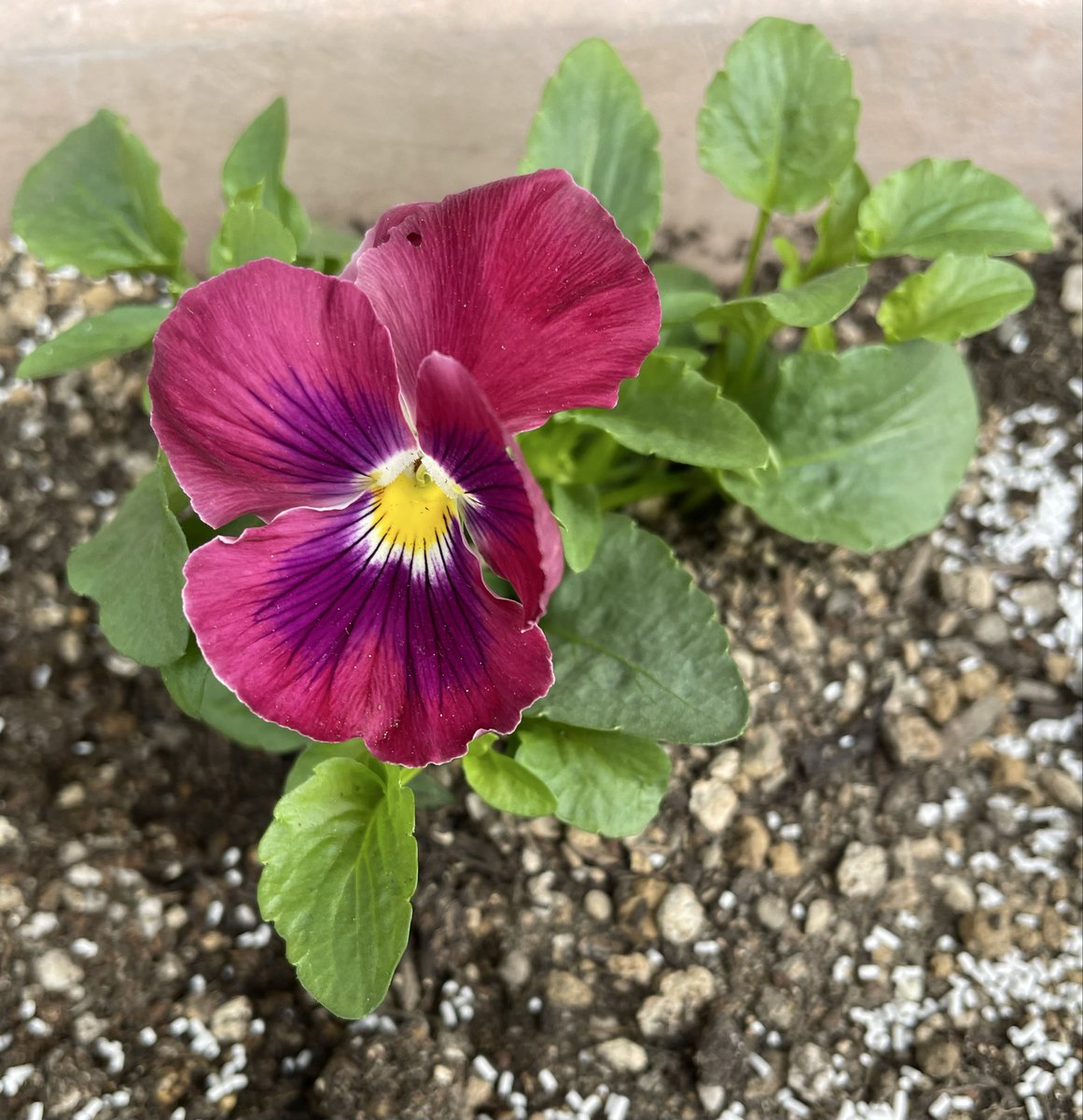 チューリップ様•*¨*•.¸♬︎ チューリップ／2222年ピクニック•NEW TUNE、財津和夫／宇宙塵