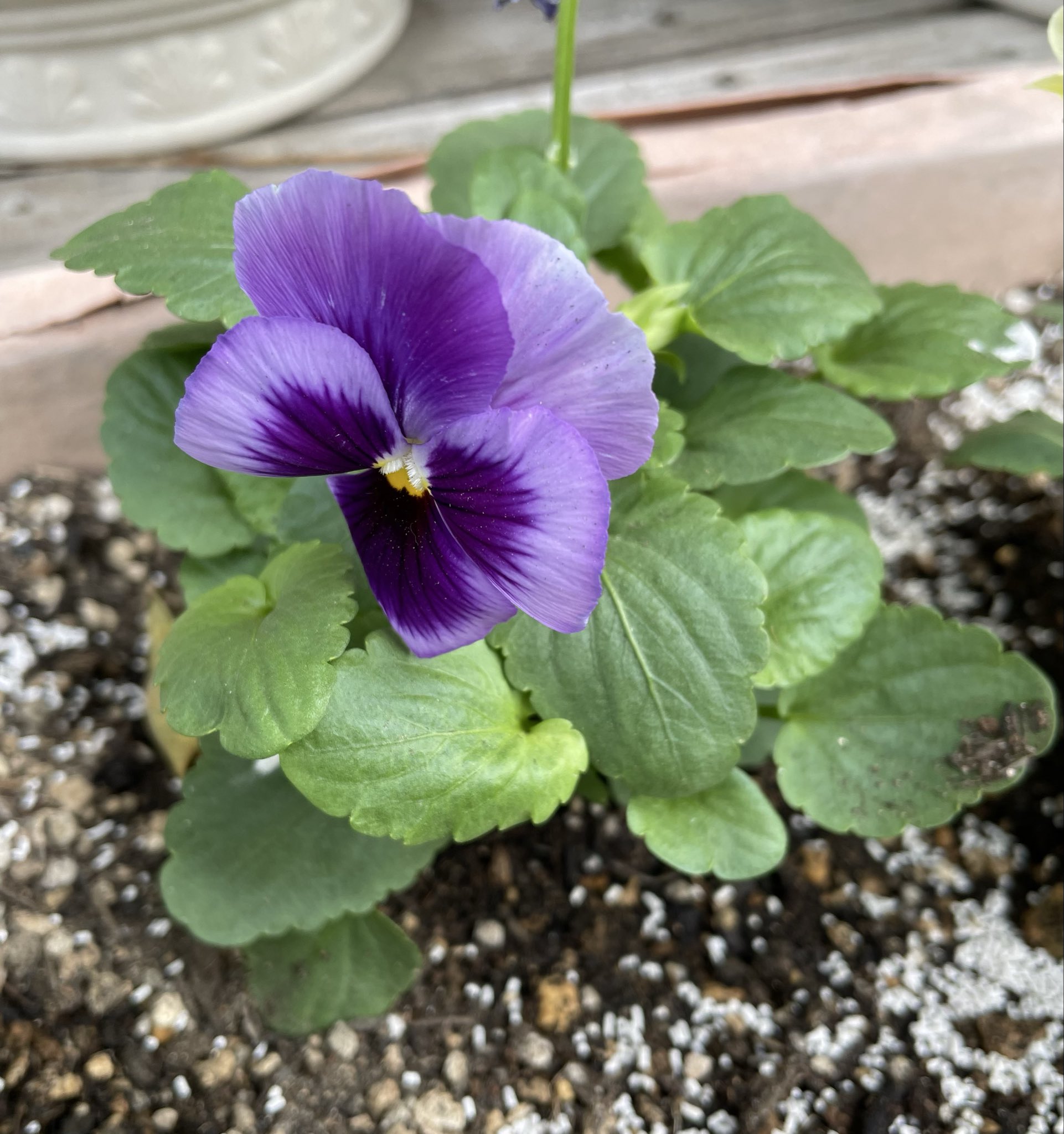 チューリップ - Search / X