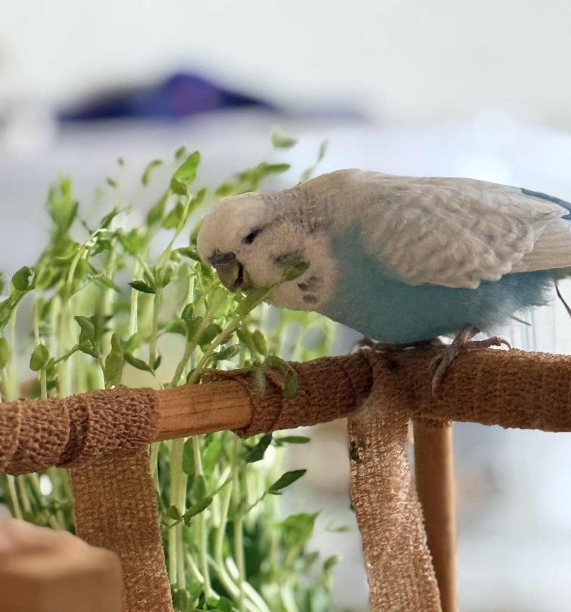 とりはこ@ようこ (@paryuinco) / X