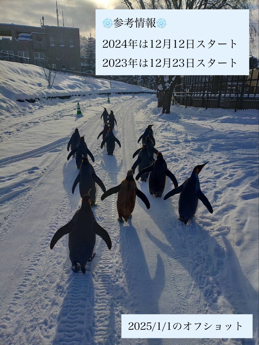 【お知らせ】

ペンギンの散歩は十分な雪が積もってから行います。その為、確実な開始日を前もってお知らせすることが難しいこと、ご承知おき下さい。例年12月下旬〜3月中旬までです。

公式ホームページと各SNSでお知らせいたします。今しばらくお待ちください♪

#旭山動物園
#asahiyamazoo
#動物園