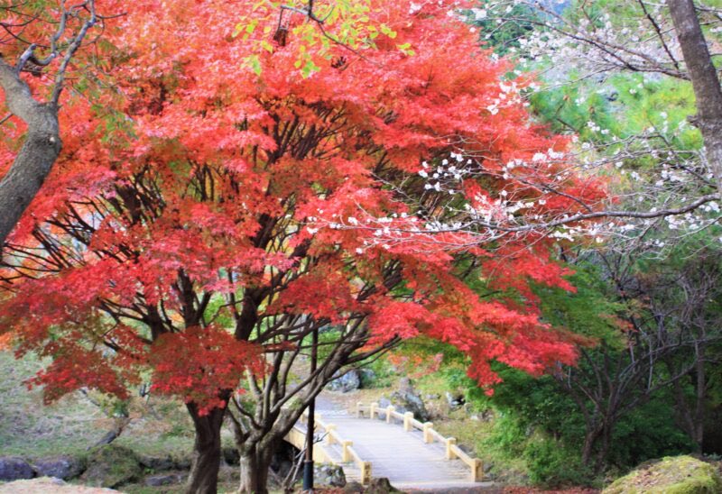 ＼別府ロープウェイ／

秋はすぐそこに✨️
日に日に気温が下がり紅葉の時期が気になる季節になりました☺

標高1,375mの鶴見岳は、別府市内より約10℃の温度差があるといわれており例年10月中旬より少しずつ紅葉が始まります🍁

詳細は大分ジャーニーの投稿記事で👇
oita-journey.com/2025/10/21/bep…