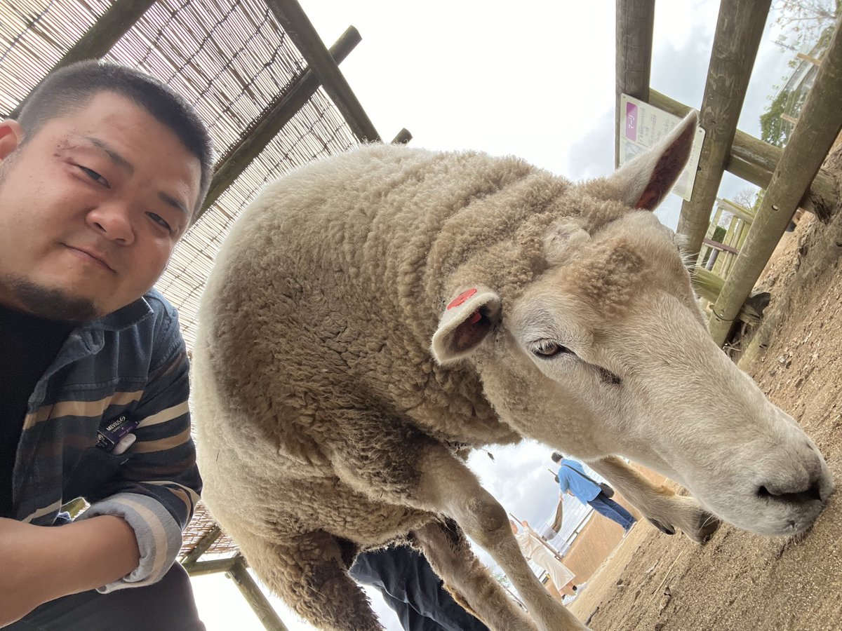 02ka1's tweet photo. マザー牧場で
リブラとフルゴールと
マーラとうさぎに触れ合ってきたよ！ https://t.co/H1q3ZUt5KJ