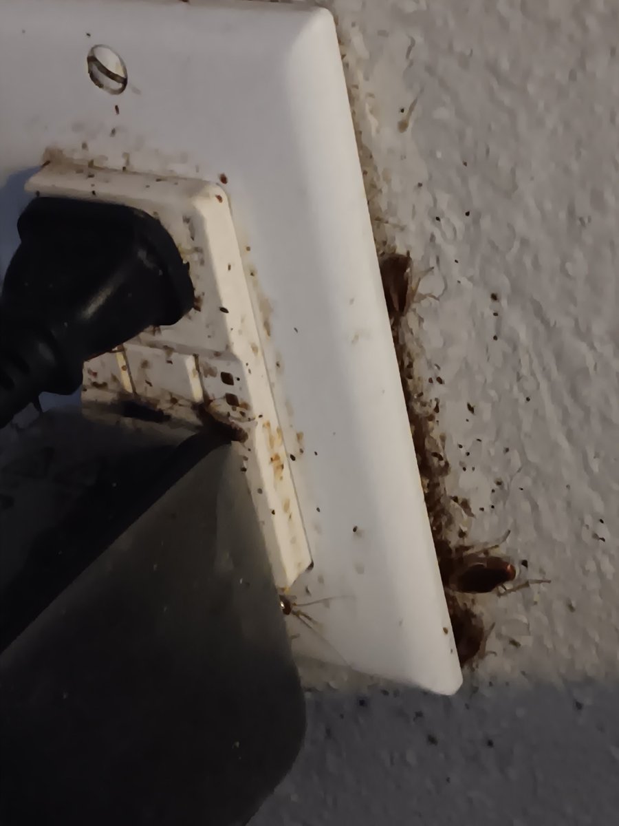 LoneWolf4aHome2's tweet image. Eviction brewing, cockroaches crashing outlets, &amp;amp; now power&apos;s out cuz of an unpaid electric bill—life in WA rentals! Nolan Gaston + fam need your help to flip the switch on this nightmare. Donate: givesendgo.com/GASJT 
#TenantRightsWA #EvictionCrisis #HousingHumor