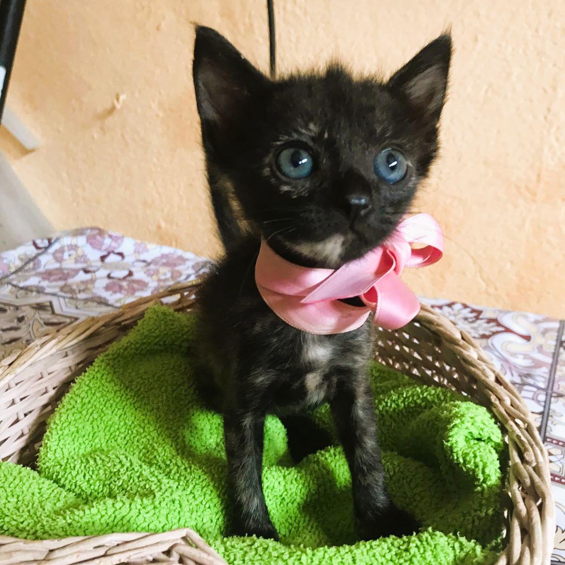 #madrid 
KATITA cachorrita de 1,5 meses nacida en la calle
Le falta media patita trasera,no se desarrolló en la gestación
Hace vida absolutamente normal y es muy cariñosa
Se entrega chipada,vacunada,desparasitada y testada en leucemia e inmuno 
CONTACTO 📩facenuevavida@gmail.com