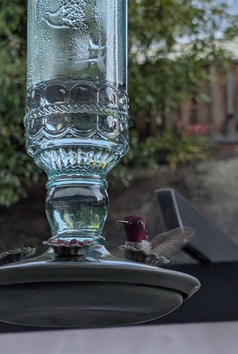 Lo tengo casi domesticado a este pocaflor.