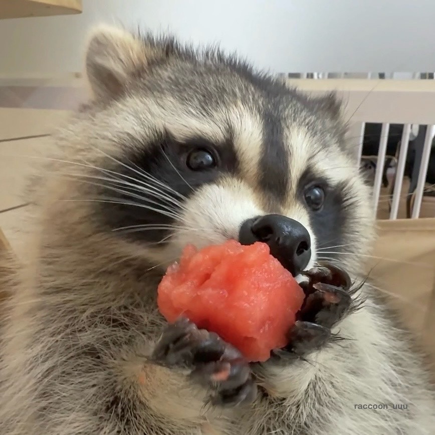 PlusGifti's tweet image. Fruit lover