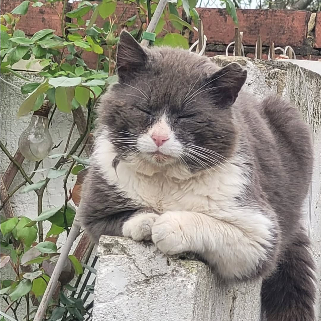 Cats of Meow York (@___jxhsjcv53624) on Twitter photo Harold Deserved Better 💔
This poor soul has been abused, neglected, and ignored by the very people who were meant to love and care for him. When we reached out to his owners, they showed no interest in helping him. They left him to suffer.
🔸 Fundraiser Link Inbio Please 🥺🙏 Harold Deserved Better 💔
This poor soul has been abused, neglected, and ignored by the very people who were meant to love and care for him. When we reached out to his owners, they showed no interest in helping him. They left him to suffer.
🔸 Fundraiser Link Inbio Please 🥺🙏