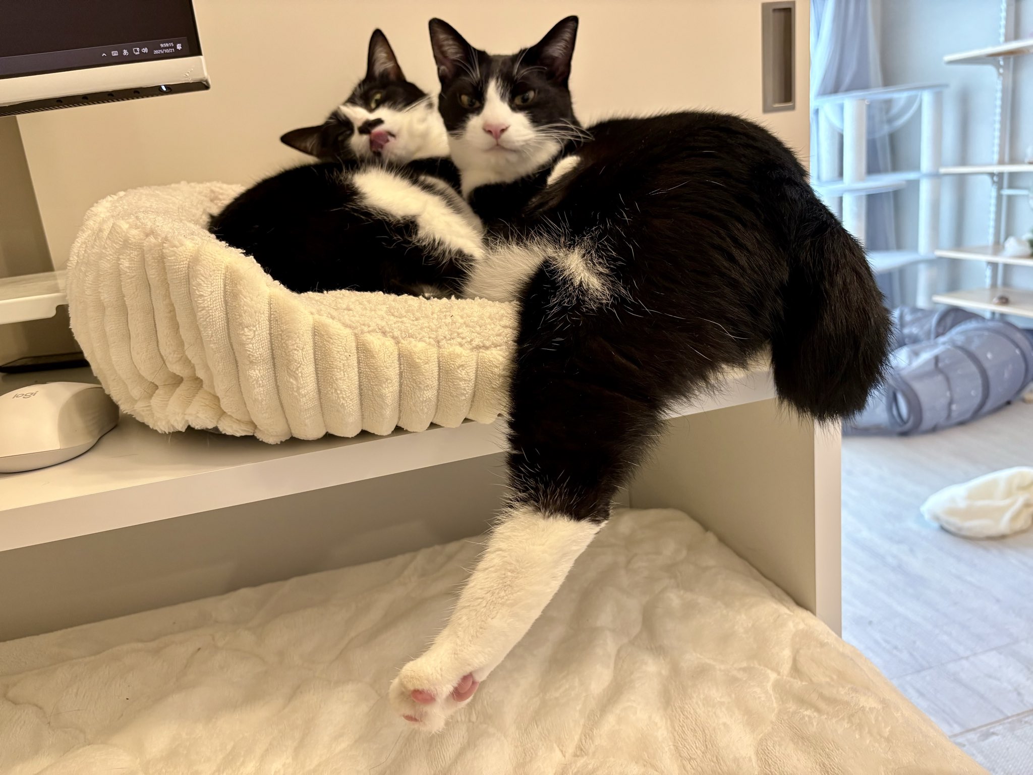 猫又ちぐら on X: 