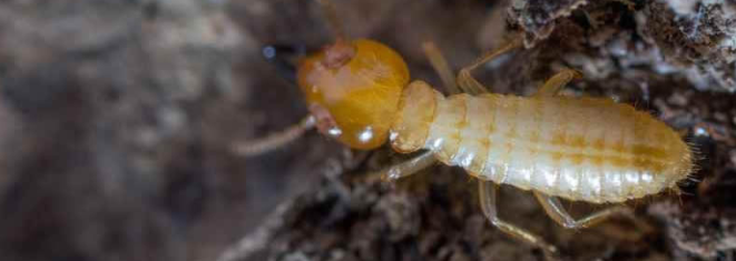 guardpestcntrol's tweet image. 🛡️ Protect your biggest investment—your home!
 Our termite inspections and treatments stop hidden damage before it’s too late. 🏠
 Schedule an inspection today.
 #TermiteProtection #SafeHome #PestPrevention