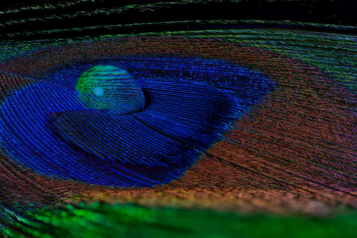 ¿Cuántos mundos caben en una gota? 

Me fascinó la idea de capturar la iridiscencia y la complejidad de una sola pluma. Coloqué la gota en el centro para que el color se mirara a sí mismo, multiplicando sus geometrías y dejando que la gota actuara como una pequeña lupa de luz.