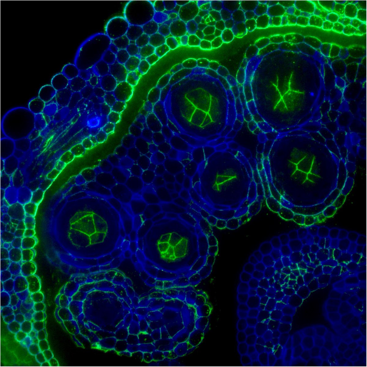PCP_EIC's tweet image. 📘From PCP latest issue (66-9): Regular paper💐
✨Open Access✨Featured on the cover
&apos;Defective pollen meiosis in #Arabidopsis due to combined arabinan and galactan insufficiency&apos;
Takuma Kikuchi et al.
 
doi.org/10.1093/pcp/pc…
#PollenDevelopment #CellWall #Plantsci