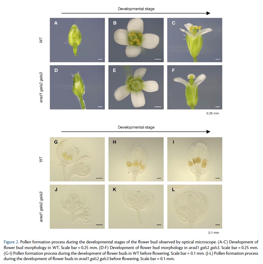 PCP_EIC's tweet image. 📘From PCP latest issue (66-9): Regular paper💐
✨Open Access✨Featured on the cover
&apos;Defective pollen meiosis in #Arabidopsis due to combined arabinan and galactan insufficiency&apos;
Takuma Kikuchi et al.
 
doi.org/10.1093/pcp/pc…
#PollenDevelopment #CellWall #Plantsci
