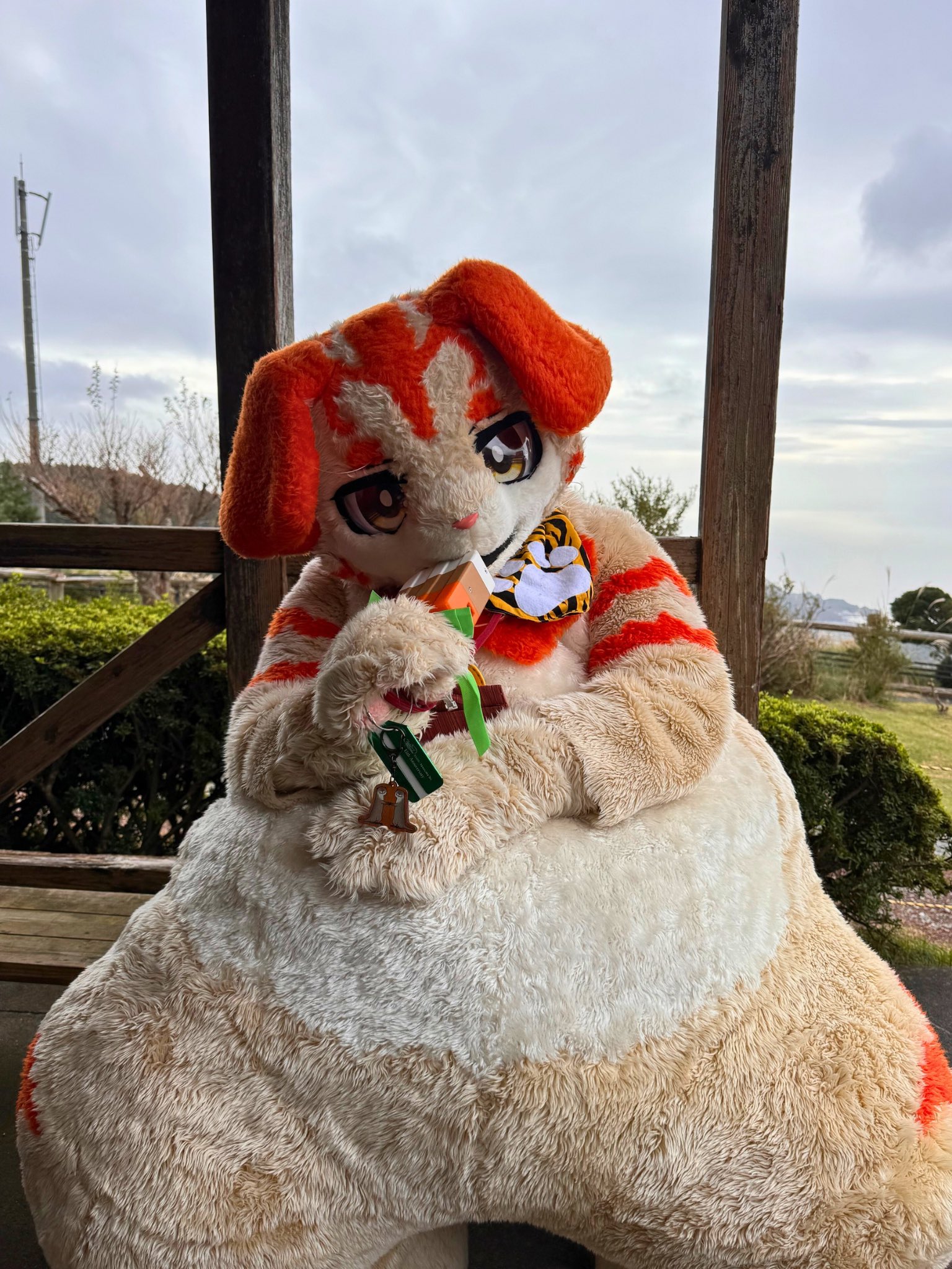 🐾️Haru(春陽)🐱 on X: 