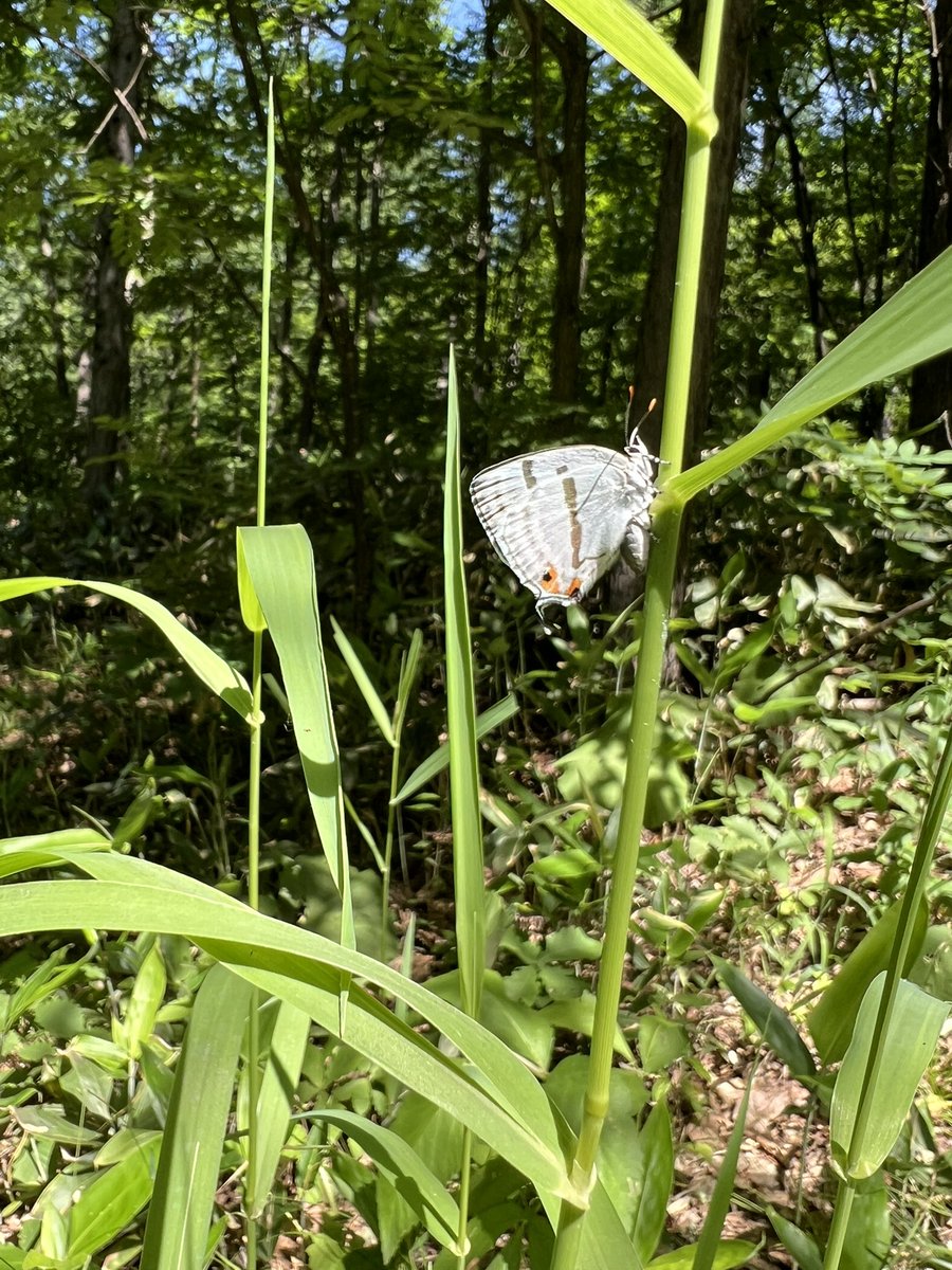 ミズイロオナガシジミ❤️