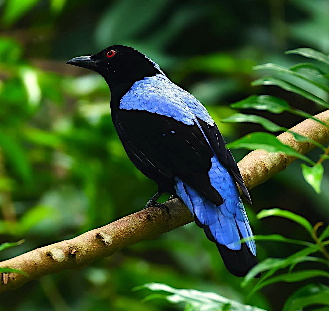 TheBatBotLab's tweet image. When physics meets plumage💡🐦: The male Asian fairy-bluebird (Irena puella) flaunts structural color at its finest — no pigments needed, just pure light play💙🌳. Photo: Lee. #Biodiversity #Wildlife #Birds #Birding #WildlifePhotography #NaturePhotography