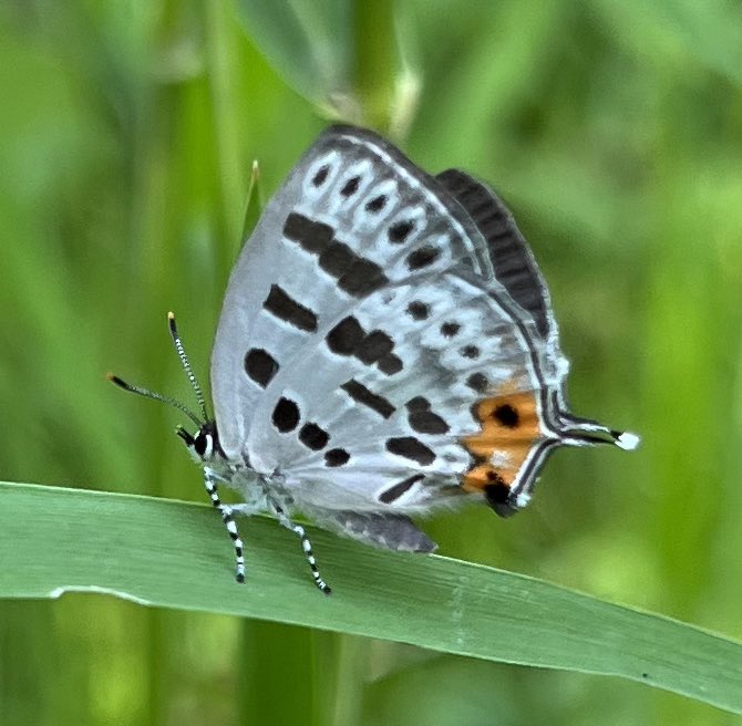 ウスイロオナガシジミ❤️