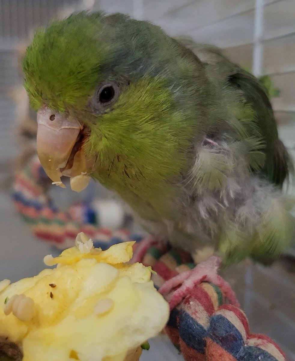 On this Cute Mildred Monday, Mildred would like you to know she finds bell peppers yucky but their seeds yummy.