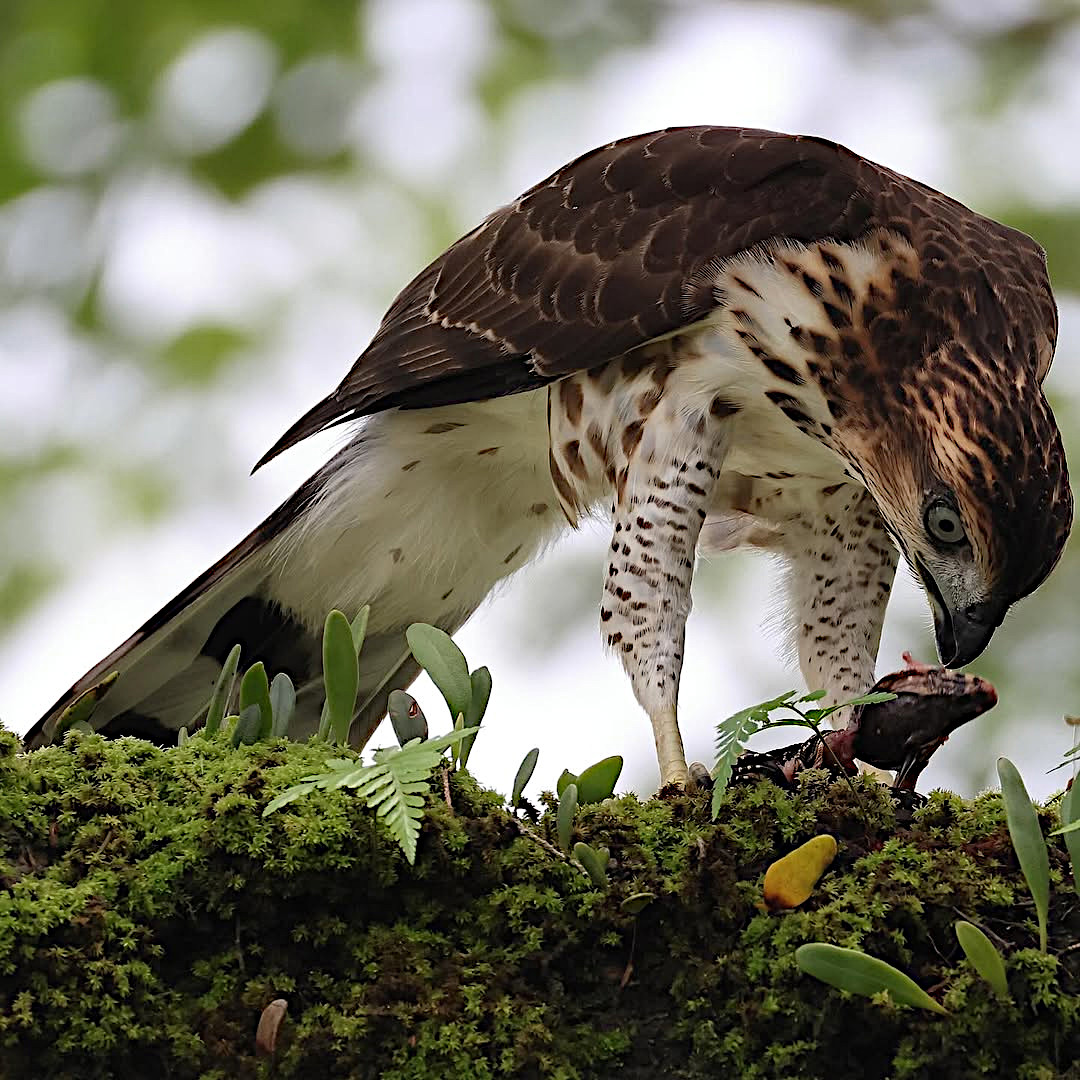 TheBatBotLab's tweet image. Table manners optional🍗🦅: The crested goshawk (Accipiter trivirgatus) prefers its meals fresh and its dining etiquette feral🌿👀. Photo: Lee. #Biodiversity #Wildlife #Birds #Birding #WildlifePhotography #NaturePhotography