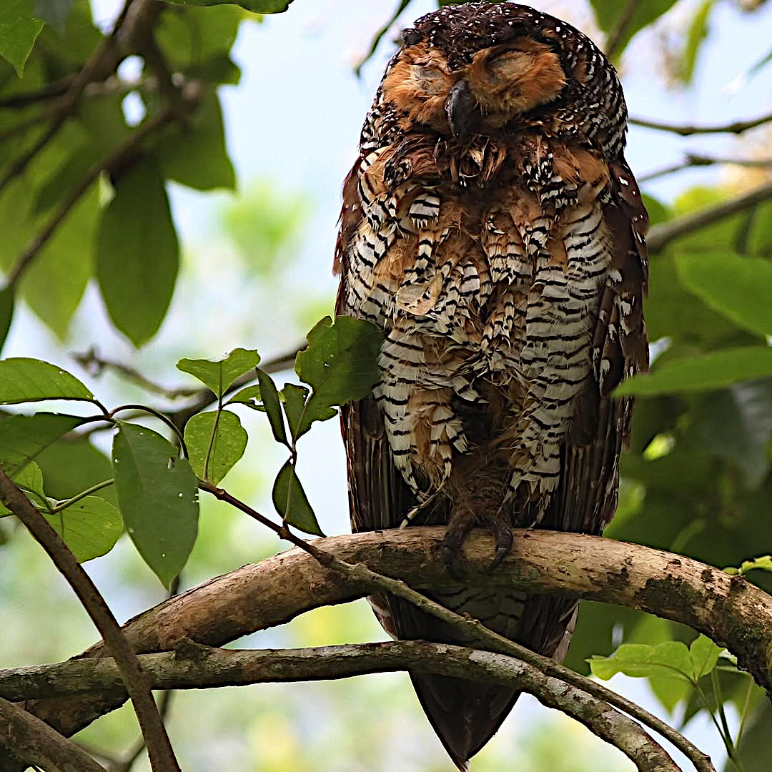 TheBatBotLab's tweet image. Power-nap mode🦉💤: Spotted wood owl (Strix seloputo) unapologetically snoozing through the day🌳😴. Photo: Lee. #Biodiversity #Wildlife #Birds #Birding #WildlifePhotography #NaturePhotography