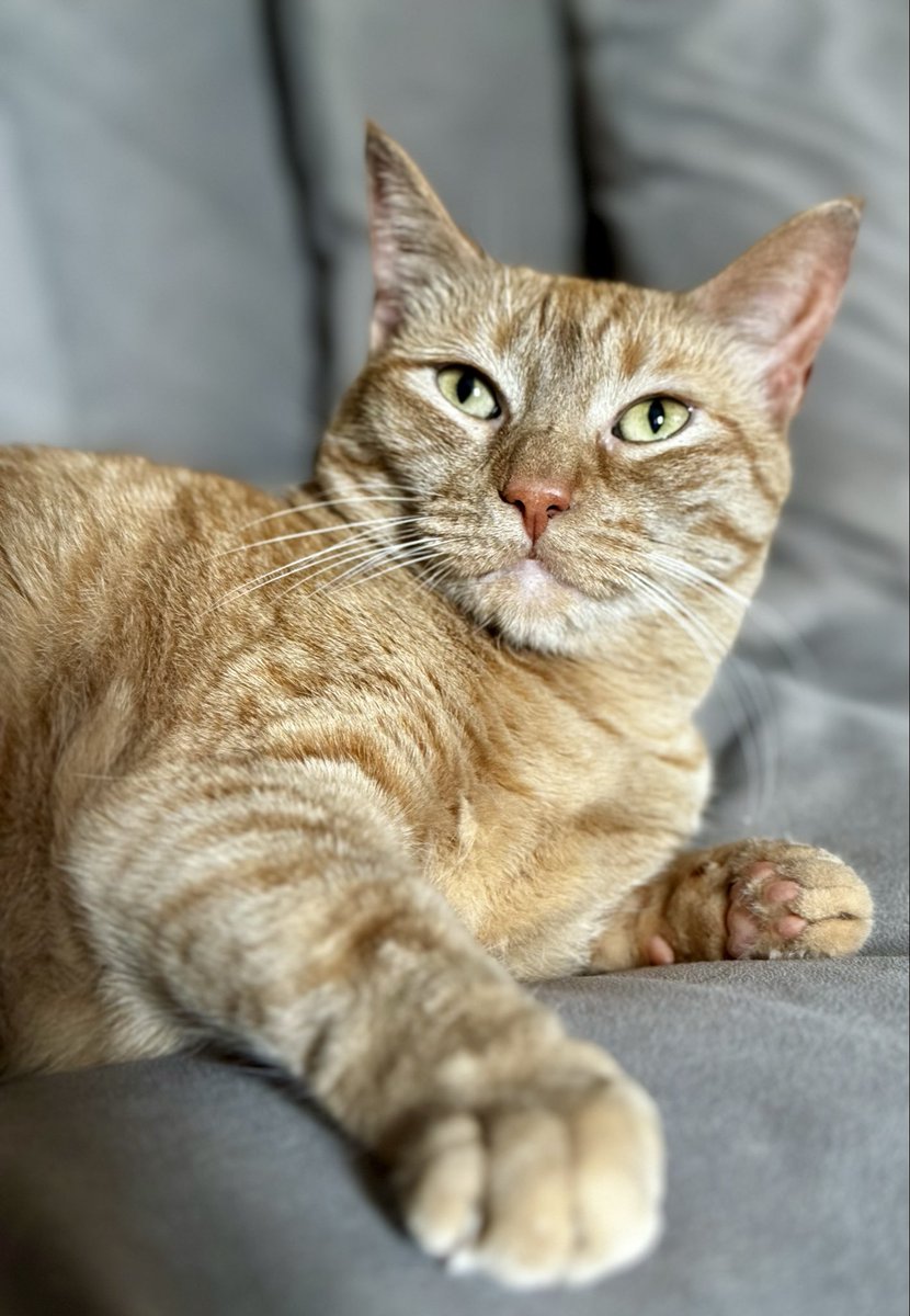 catnipaddicts's tweet image. Human: What a Monday!
Cat: Well, Mondays don’t exist when you ignore the calendar.
#orangeorblackcatober