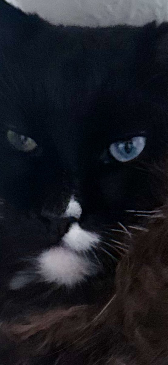 So I was gone for about 9 days. My wife ❤️ sent me these photos of my favorite kitties looking depressed that I went hunting and didn’t return immediately with their share of the pie. It broke my heart.😿