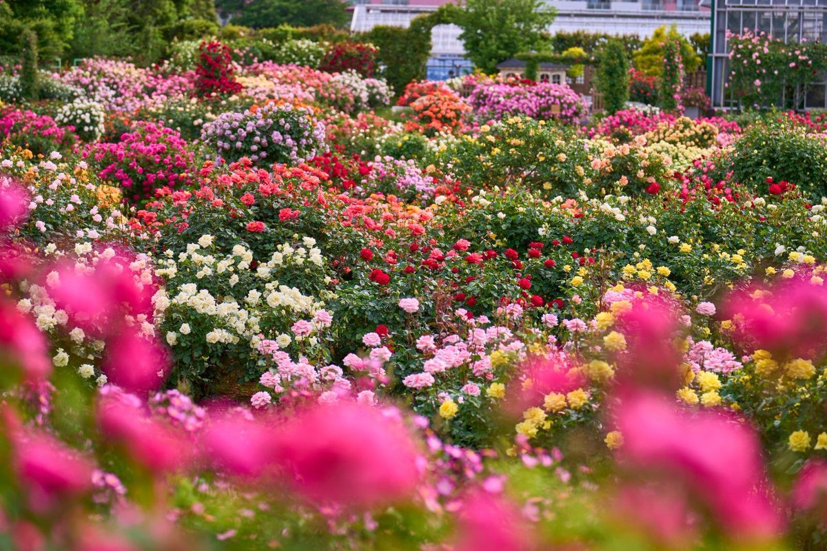 京成バラ園

🥀秋・ハロウィンの季節限定イベント
♥️♥️ローズフル バケーション♥️♥️
.˚⊹⁺‧┈┈┈┈┈┈┈┈┈┈┈┈‧⁺ ⊹˚.

期間🥀10月25日～11月24日＿✍︎
場所♥️京成バラ園 ローズガーデン