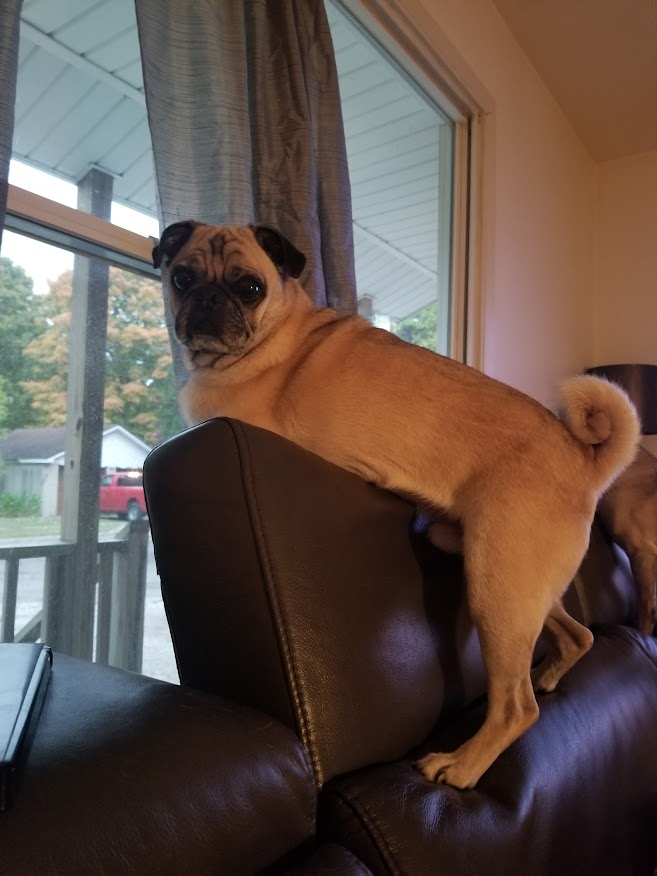 LiamWonderPug's tweet photo. Grey Curtain Down
#stuffhappens #thecatdidit #itwasntputupright #pug https://t.co/x3FZOACMsp