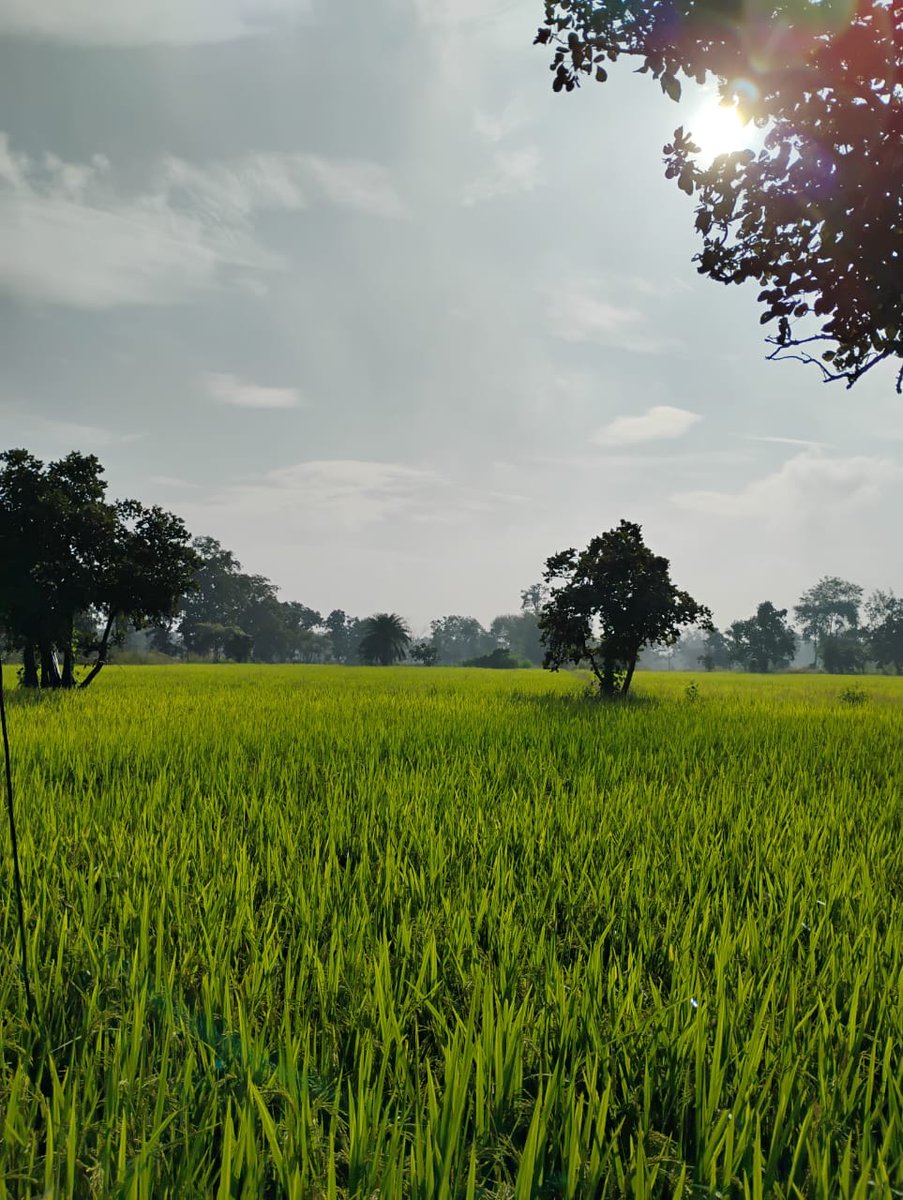 TarunaaSahu08's tweet image. मोर छत्तीसगढ़ के माटी_ 💚

इन दिनों ग्रामीण अंचल धान की सुनहरी बालियों से गुलज़ार है..इस चमक के सामने हर चमक फीका है।

 छत्तीसगढ़ में धान की फसल पककर तैयार है... बस अब त्यौहार मानकर कटाई शुरू हो जाएगी। 🌾❣️

#Chhattisgarh #villagelife #forming #culture