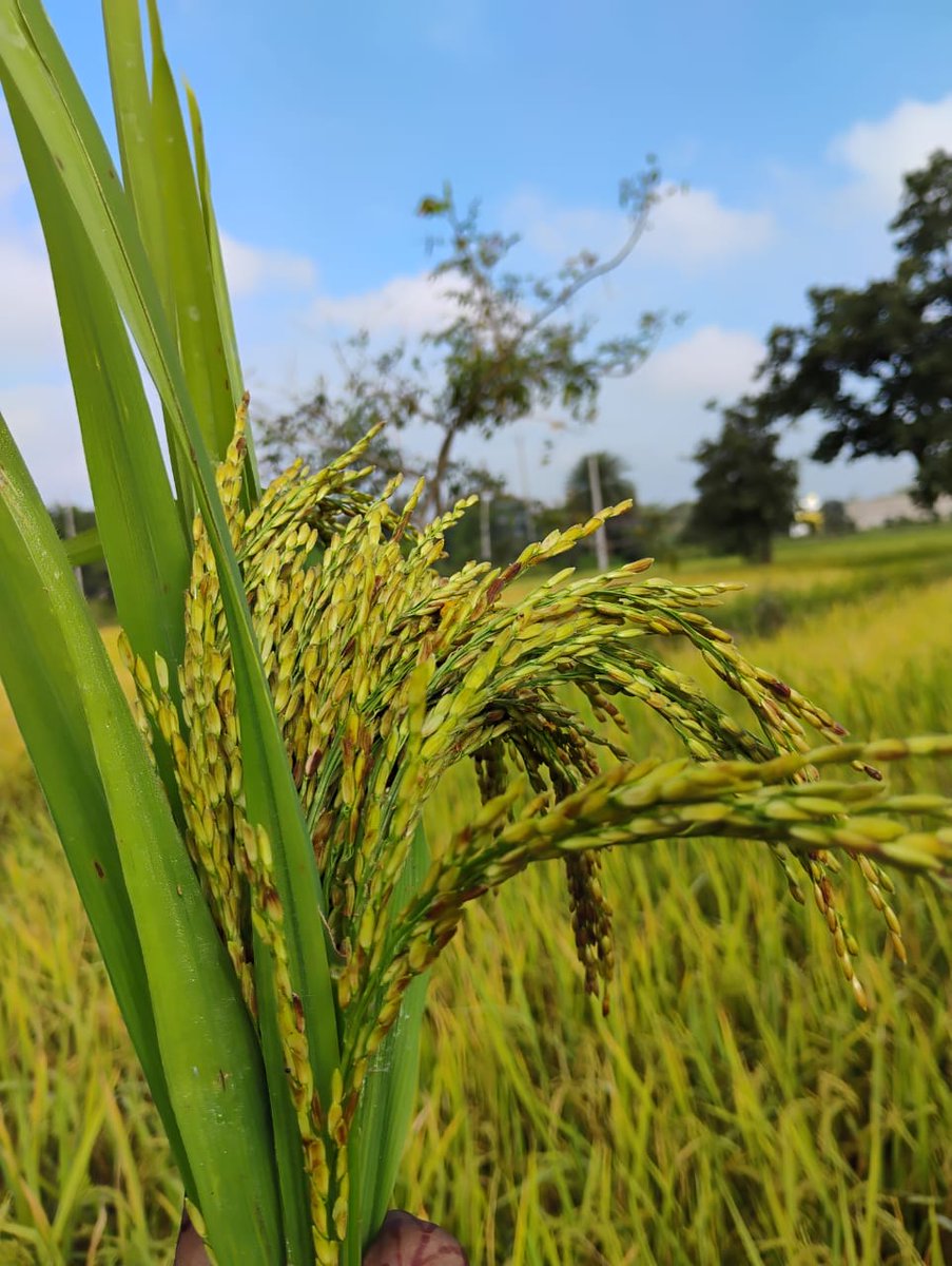 TarunaaSahu08's tweet image. मोर छत्तीसगढ़ के माटी_ 💚

इन दिनों ग्रामीण अंचल धान की सुनहरी बालियों से गुलज़ार है..इस चमक के सामने हर चमक फीका है।

 छत्तीसगढ़ में धान की फसल पककर तैयार है... बस अब त्यौहार मानकर कटाई शुरू हो जाएगी। 🌾❣️

#Chhattisgarh #villagelife #forming #culture