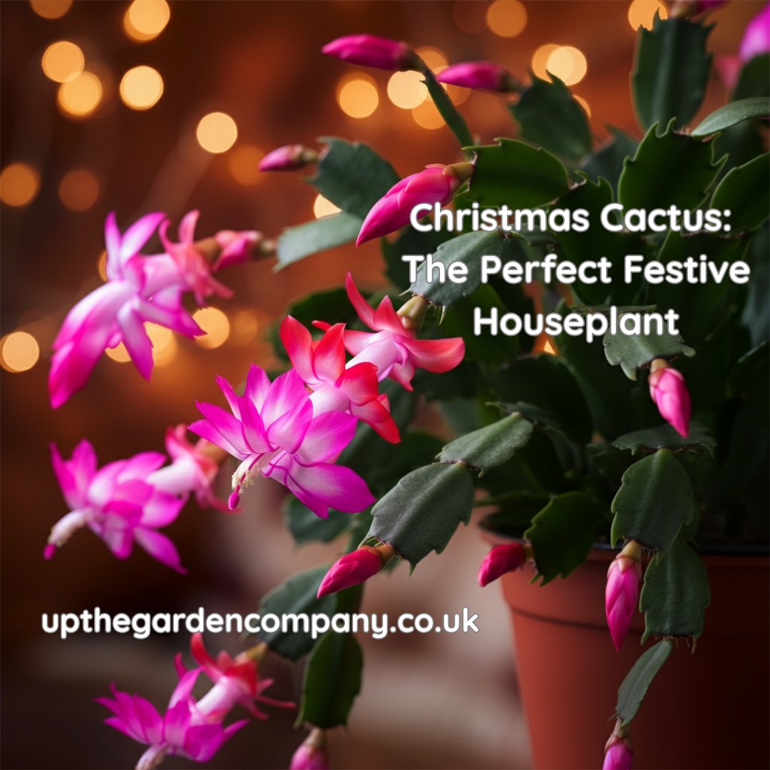 UpTheGardenCo's tweet photo. The Christmas cactus (Schlumbergera truncata) stands as one of the most reliable and rewarding houseplants for the festive season. https://t.co/WaxYbv1Hwd

#christmascactus #christmasflowers #winterflower #indoorgarden #houseplants #colourfulplants  #gardenersworld #montydon https://t.co/3kpbpcfSev
