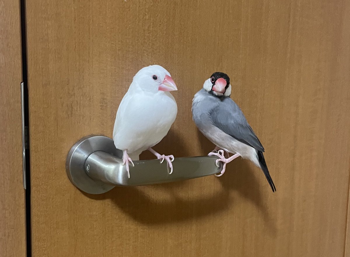 二羽の小鳥 ことり o&soup on X: 